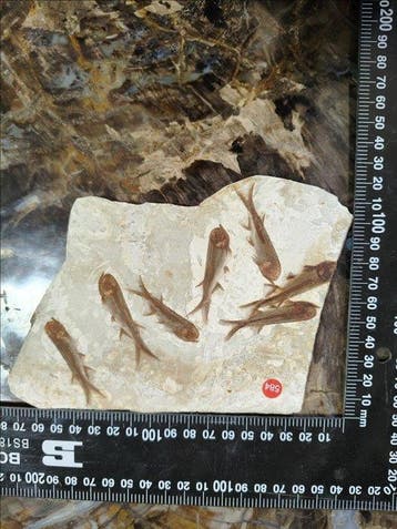 Wolf Fin Fish - Fossiel skelet - Lycoptera davidi (Zonder, Antiek en Kunst
