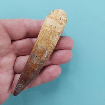 Spinosaure - Dent fossile - 105 mm - 25 mm, Collections, Minéraux & Fossiles