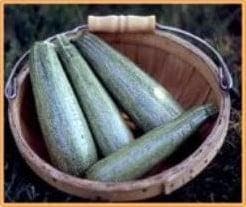 Courgette Greyzinni F1, Nieuw