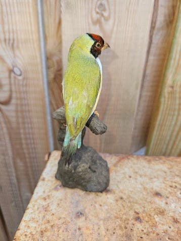 Super mooie Gouldamadine Taxidermie volledige montage -, Nieuw