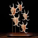 Dôme de verre - Esotic Shells - Composition des coquilles