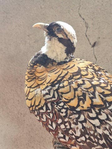 Vereerde fazant Taxidermie wandmontage - Syrmaticus
