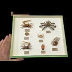 Museum Presentation of good Indonesian Sea crab and French