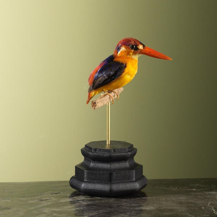 Zwartrugdwergijsvogel Taxidermie Opgezette Dieren By Max, Collections, Collections Animaux, Enlèvement ou Envoi