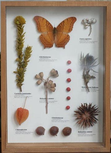 Diverse planten en een vlinder Taxidermie volledige montage, Nieuw