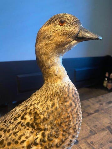 Eend Taxidermie volledige montage - Anas acuta - 35 cm - 12, Verzamelen, Nieuw