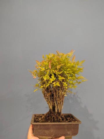 Bonsai van nandina - Hoogte (boom): 28 cm - Diepte (boom):