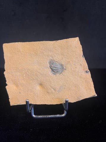 Trilobite - Squelette fossile - Cetaria minor - 6 cm - 8 cm