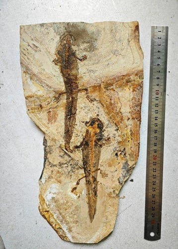Gefossiliseerd dier - Salamandroidea - 32.5 cm - 17 cm