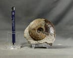 Fijne ammoniet met deels bewaarde schelp - Gefossiliseerd, Verzamelen, Mineralen en Fossielen