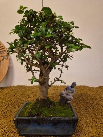 Fukien theeboom bonsai (Carmona retusa) - Hoogte (boom): 32
