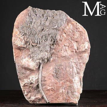Spécimen fossil de crinoïde sur dalle - Scyphocrinites