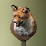 Vos Taxidermie Opgezette Dieren By Max, Verzamelen, Ophalen of Verzenden, Nieuw, Wild dier, Opgezet dier