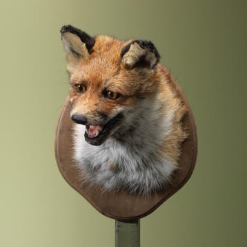 Vos Taxidermie Opgezette Dieren By Max, Ophalen of Verzenden, Nieuw, Wild dier, Opgezet dier