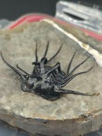 Trilobiet - Gefossiliseerd dier - Dicranurus Trilobite - 11