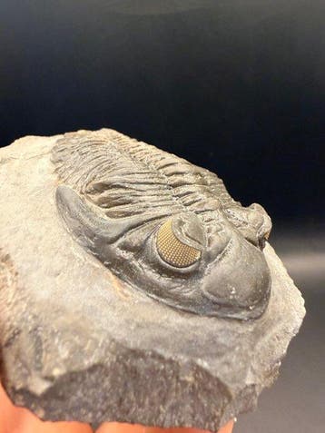 Trilobiet - Gefossiliseerd dier - Hollardops sp. - 10 cm