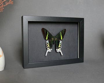 Papillon Support de corps entier pour taxidermie - Urania, Collections