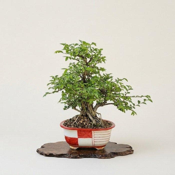 Zelkova-bonsai in een handgeschilderde pot - Hoogte (boom):, Antiek en Kunst, Curiosa en Brocante