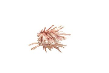 unieke Stachelauster  GEM  RARE Taxidermie wandmontage -