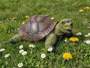Statue, XL Turtle 40cm - 17 cm - Résine