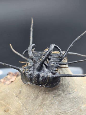 Trilobiet - Gefossiliseerd dier - Dicranurus Trilobite - 15