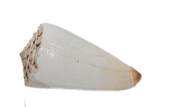 Topverzamelstuk: Conus reductaspiralis – 35mm – GEM – Port, Nieuw