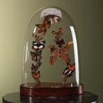 Vlinders in Stolp Taxidermie Opgezette Dieren By Max, Ophalen of Verzenden, Opgezet dier