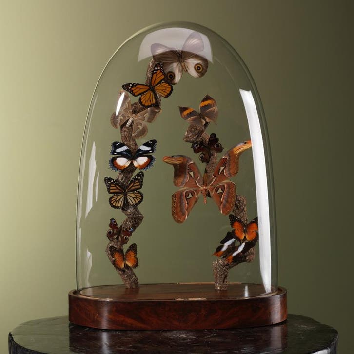 Vlinders in Stolp Taxidermie Opgezette Dieren By Max, Collections, Collections Animaux, Enlèvement ou Envoi