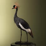 Zwarte Kroonkraanvogel Taxidermie Opgezette Dieren By Max, Verzamelen, Ophalen of Verzenden, Nieuw, Vogel, Opgezet dier