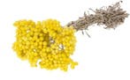Immortelle SB droogbloemen Geel natural yellow, Nieuw