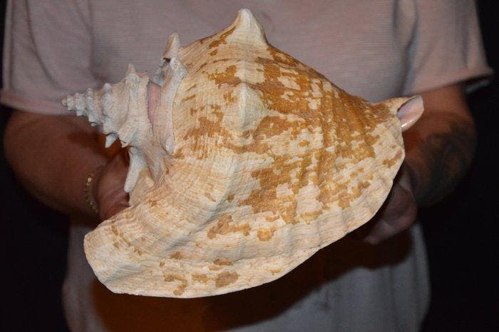 Zeeslak Zeeschelp - M-443 STROMBUS GIGAS (Zonder, Collections, Collections Animaux
