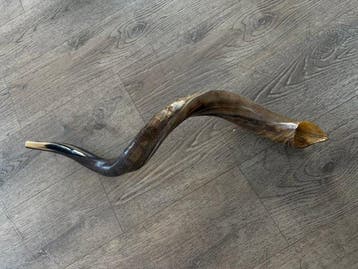 Judaica - Joodse shofar met beschermende draagtas - 70 cm -, Antiek en Kunst