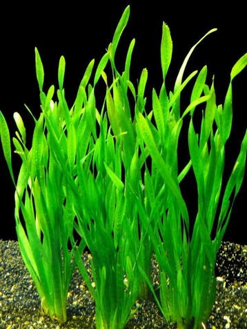 Vallisneria spiralis Torta, Dieren en Toebehoren, Verzenden, Nieuw