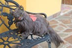 Steiff: Diva de perzische kat, EAN 2835/35 - Pluche dier -