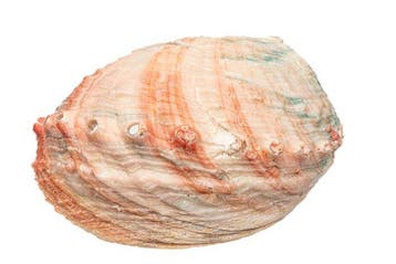$$ TOP $$$ Schijf abalone Skelet - Haliotis discus - 0 cm -