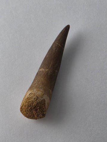 Plesiosaurus - Fossiele tand - Fossil Tooth of Plesiosaur -, Collections
