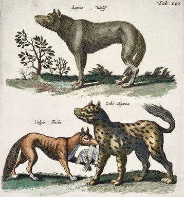 Matthäus Merian (b1593) - hand coloured folio: Wolf, Fox,