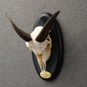 Moeflon Schedel Taxidermie Opgezette Dieren By Max, Ophalen of Verzenden, Nieuw, Wild dier, Opgezet dier