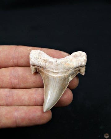Haai - Fossiele tand - Otodus Obliquus (Zonder minimumprijs), Verzamelen