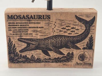 Mosasaurus - Fossiele tand - Mosasaur tooth on a custom base