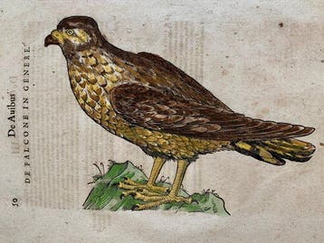 Conrad Gesner - Vogelbuch - 1617
