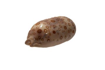 Lyncina argus ventricosa f. raioocellata - Ultra zeldzame