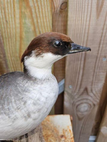 Super mooi opgezet nonnetje ( vrouw ) Taxidermie volledige, Verzamelen, Nieuw