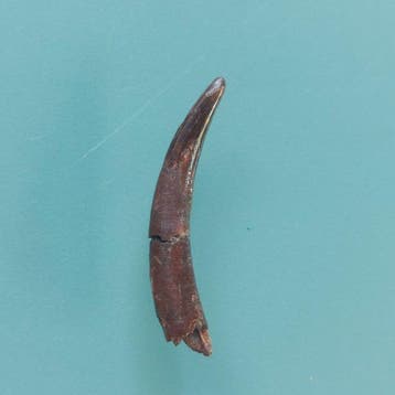 Pterosaurus - Fossiele tand - 30 mm - 5 mm (Zonder
