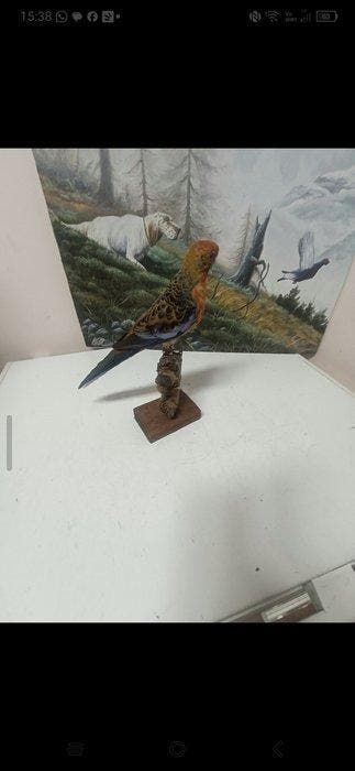 Rosella Taxidermie volledige montage - Plariceros i terotis, Nieuw