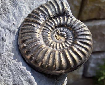 Pyriet Ammoniet - Gefossiliseerd dier - Arieticeras