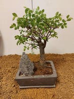 Japanese iep bonsai (Zelkova) - Hoogte (boom): 24 cm -
