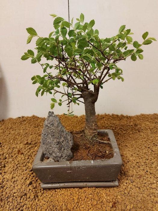 Japanese iep bonsai (Zelkova) - Hoogte (boom): 24 cm -, Antiek en Kunst, Curiosa en Brocante
