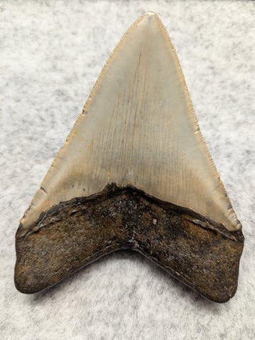 Megalodon - Fossiele tand - 12.16 cm, Verzamelen, Mineralen en Fossielen