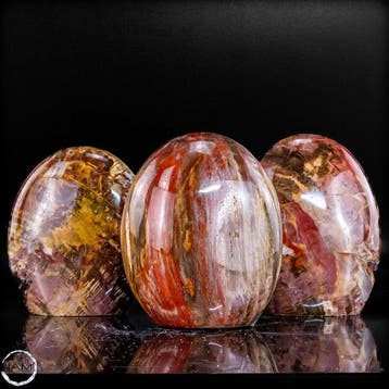Natuurlijk versteend hout-set uit Madagaskar –, Verzamelen, Mineralen en Fossielen